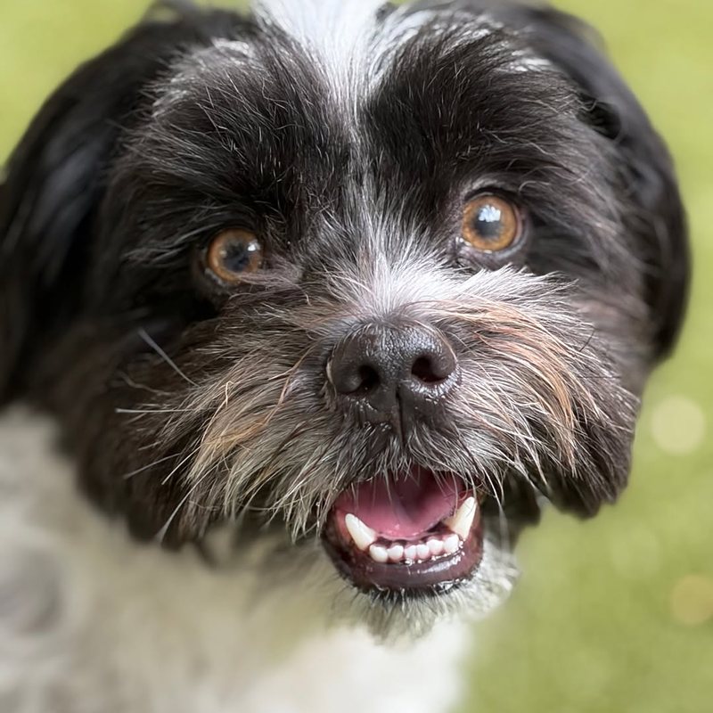 Happy black and white shih tzu at Metro Animals in Plano