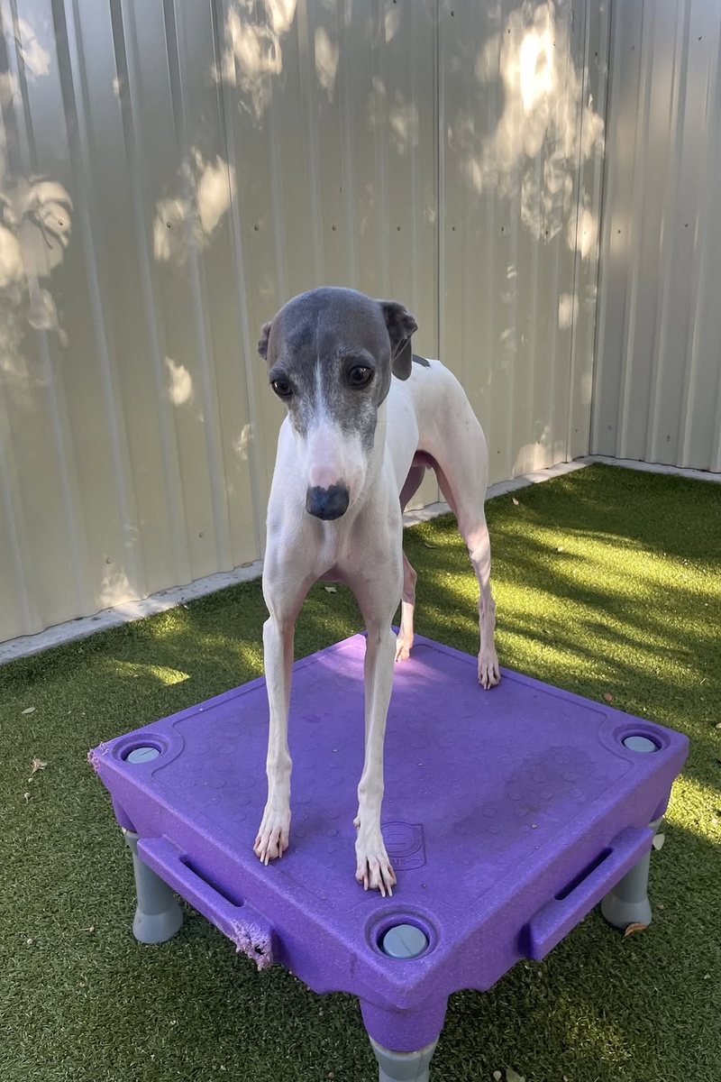 Whippet standing on a purple play platform in the turf yard at Metro Animals in Plano