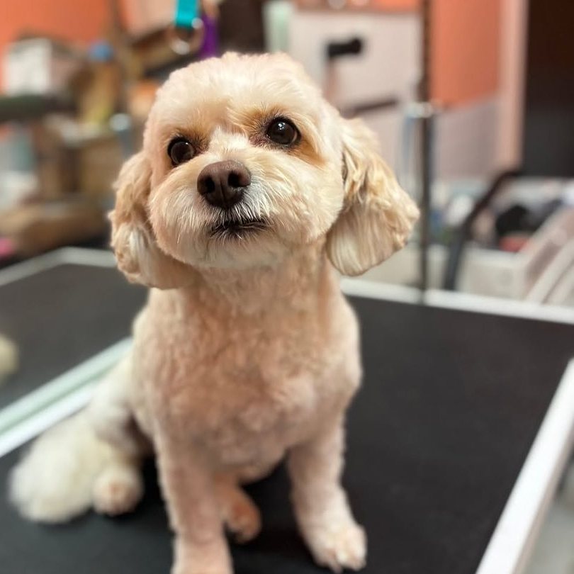Apricot doodle sitting on the grooming table after a groom at Metro Animals