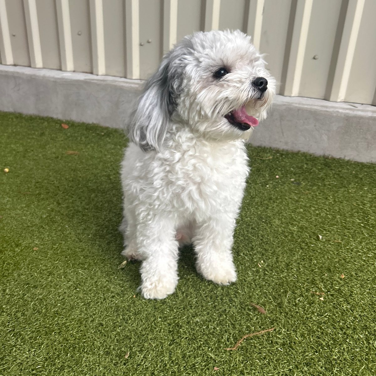 Fluffy white dog sitting on the turf at Metro Animals Plano