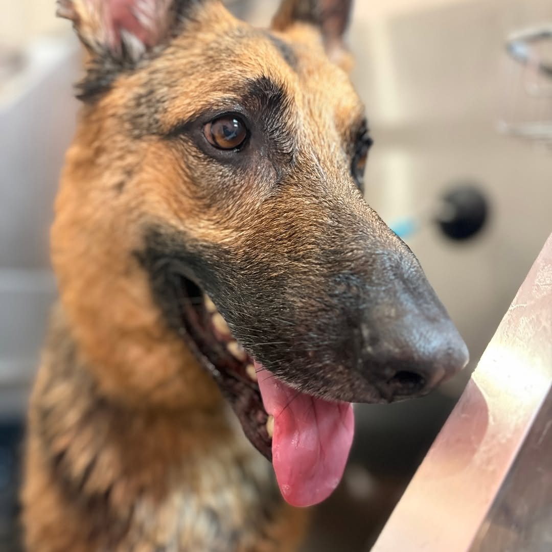 German shepherd with a fresh face and big, clean ears at Metro Animals Plano