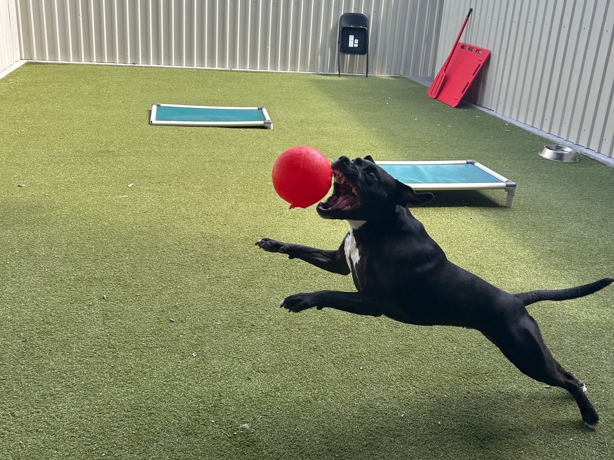 Black dog leaping after a red ball on the turf at Metro Animals Plano