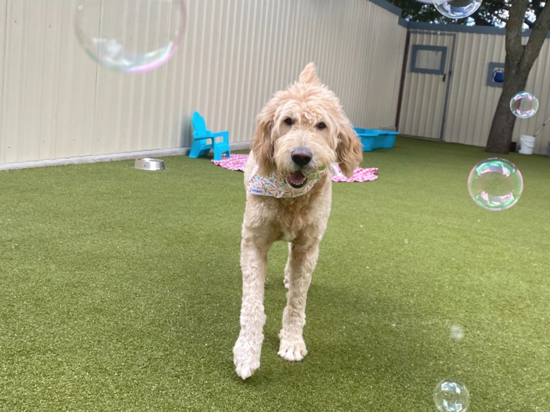 Doodle running toward the camera across the turf yard at Metro Animals Plano