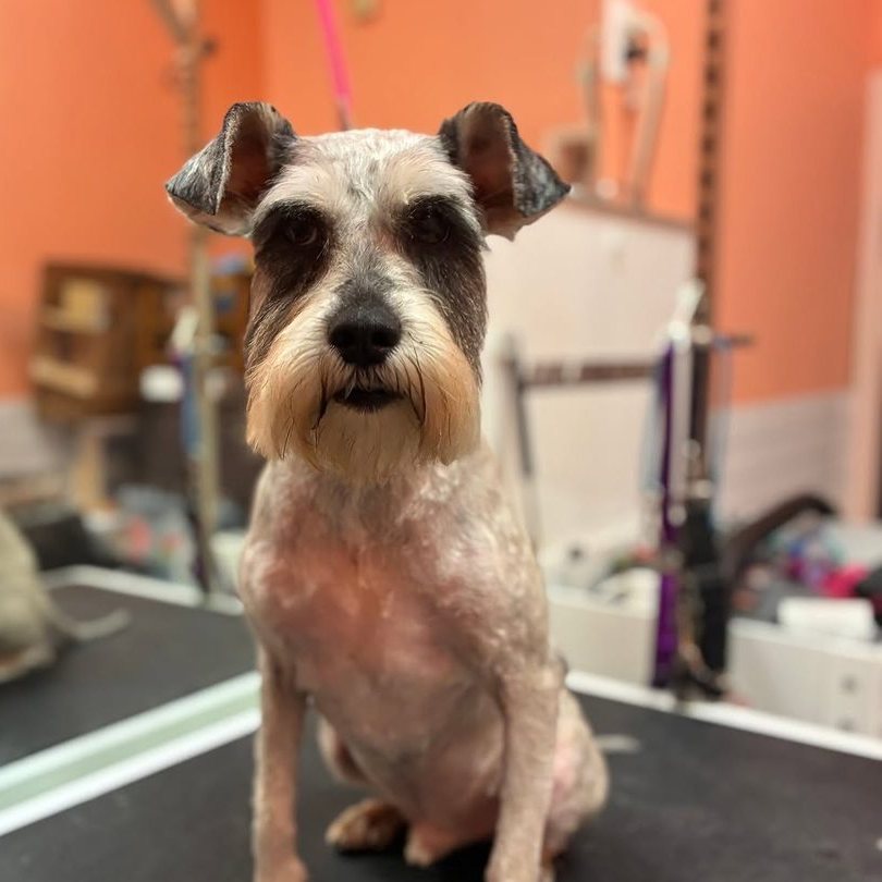 Schnauzer sitting on the grooming table after a fresh cut at Metro Animals Plano