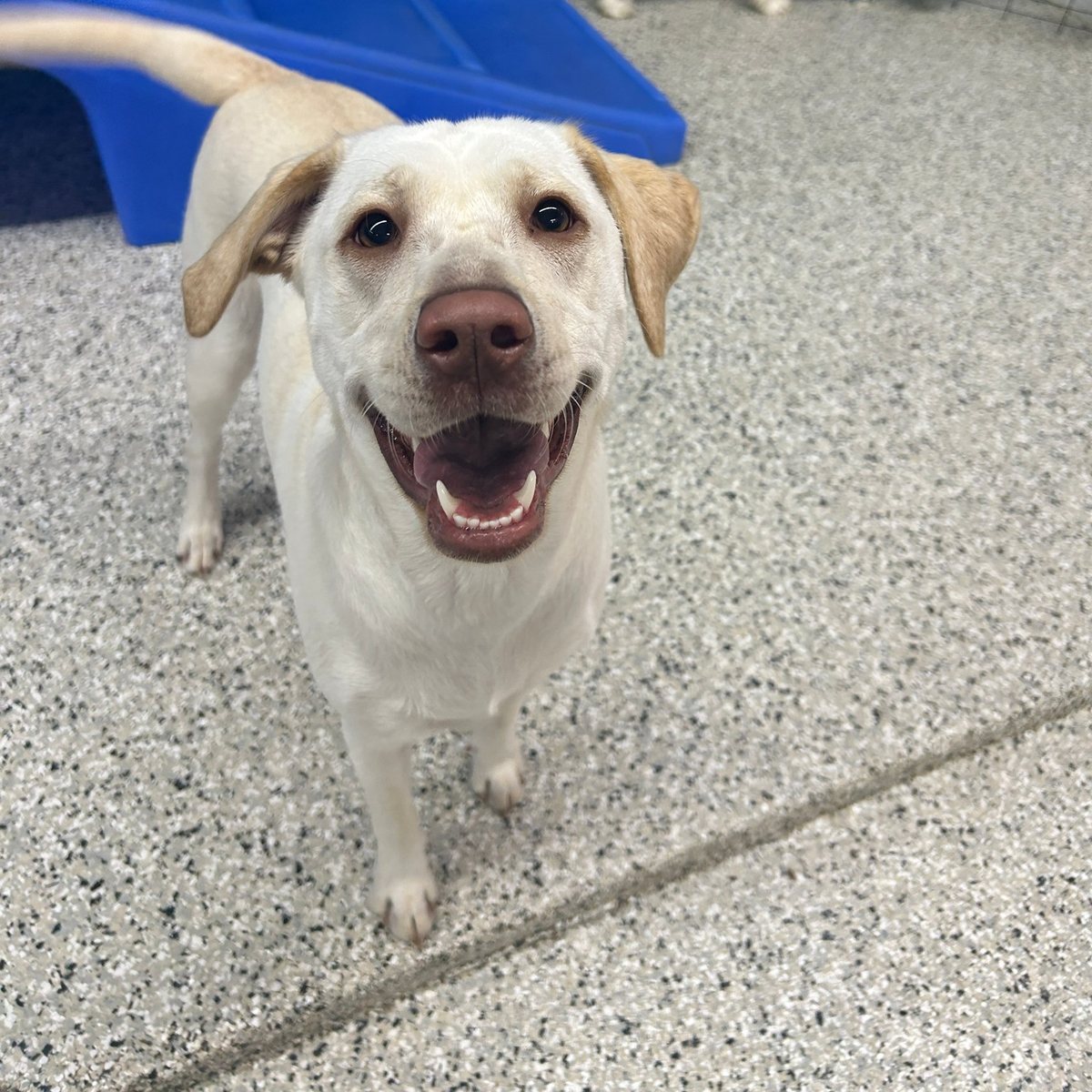 Yellow Lab grinning up at the camera at Metro Animals